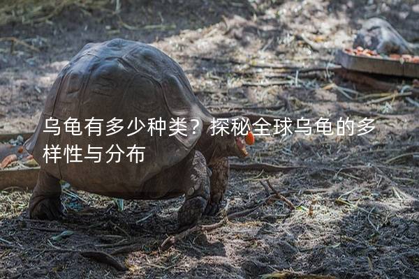 乌龟有多少种类？探秘全球乌龟的多样性与分布