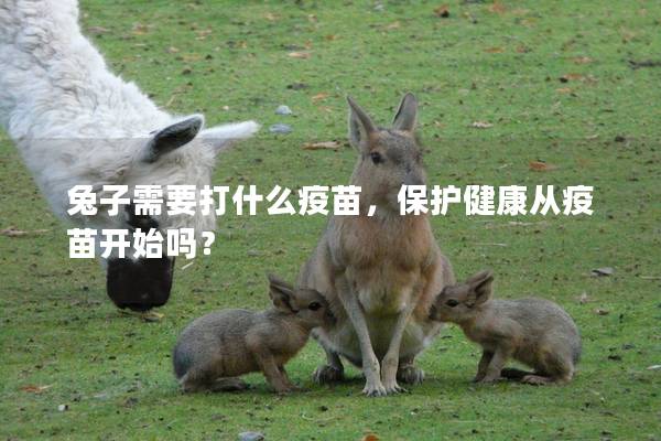 兔子需要打什么疫苗，保护健康从疫苗开始吗？