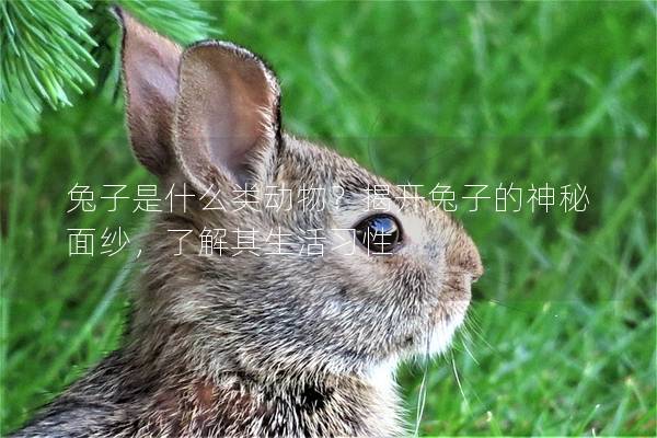 兔子是什么类动物？揭开兔子的神秘面纱，了解其生活习性