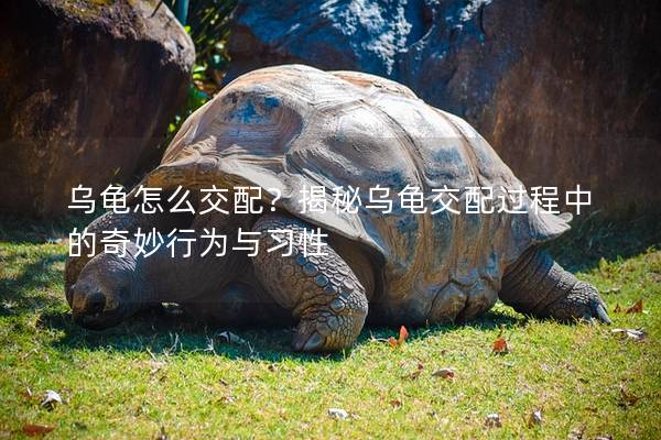 乌龟怎么交配？揭秘乌龟交配过程中的奇妙行为与习性
