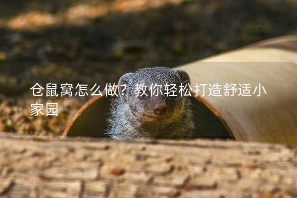 仓鼠窝怎么做？教你轻松打造舒适小家园