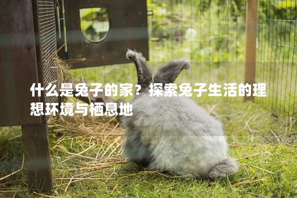 什么是兔子的家？探索兔子生活的理想环境与栖息地