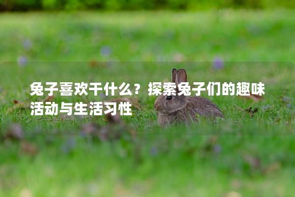 兔子喜欢干什么？探索兔子们的趣味活动与生活习性