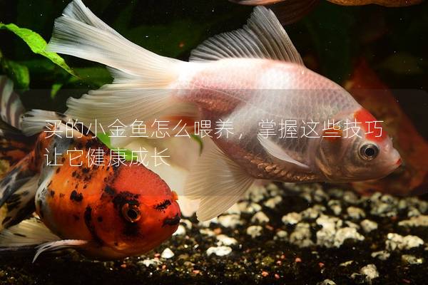 买的小金鱼怎么喂养，掌握这些技巧让它健康成长