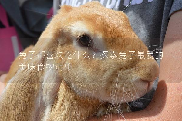 兔子都喜欢吃什么？探索兔子最爱的美味食物清单
