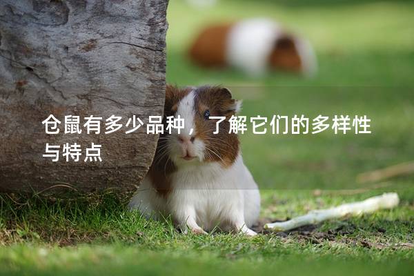 仓鼠有多少品种，了解它们的多样性与特点