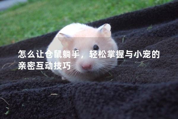 怎么让仓鼠躺手，轻松掌握与小宠的亲密互动技巧