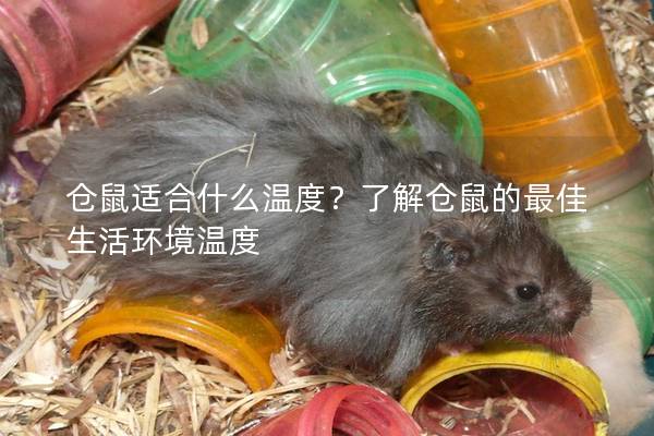 仓鼠适合什么温度？了解仓鼠的最佳生活环境温度