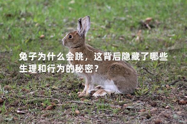 兔子为什么会跳，这背后隐藏了哪些生理和行为的秘密？