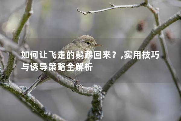 如何让飞走的鹦鹉回来？,实用技巧与诱导策略全解析