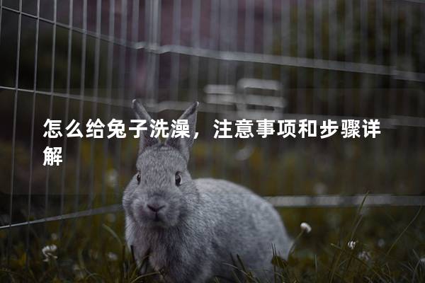 怎么给兔子洗澡，注意事项和步骤详解
