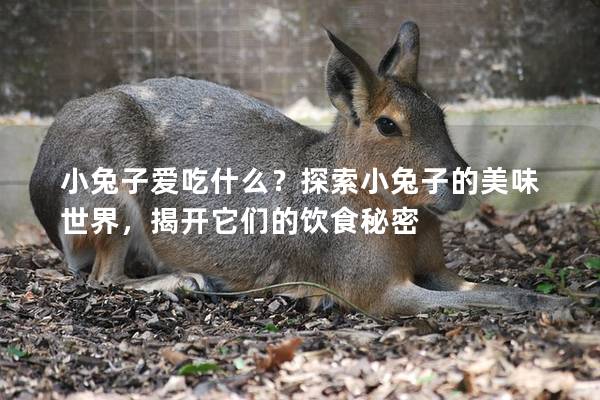 小兔子爱吃什么？探索小兔子的美味世界，揭开它们的饮食秘密
