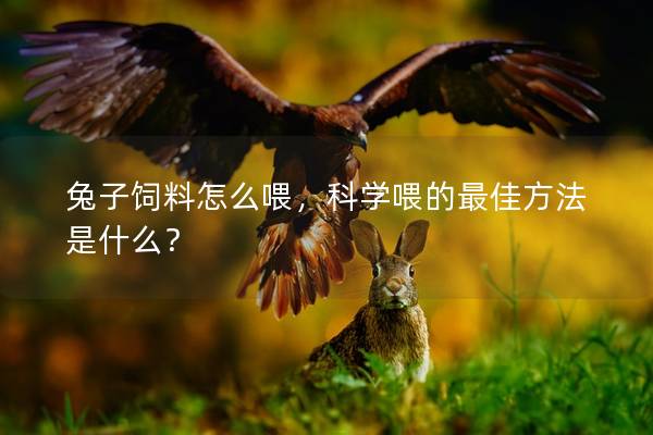 兔子饲料怎么喂，科学喂的最佳方法是什么？