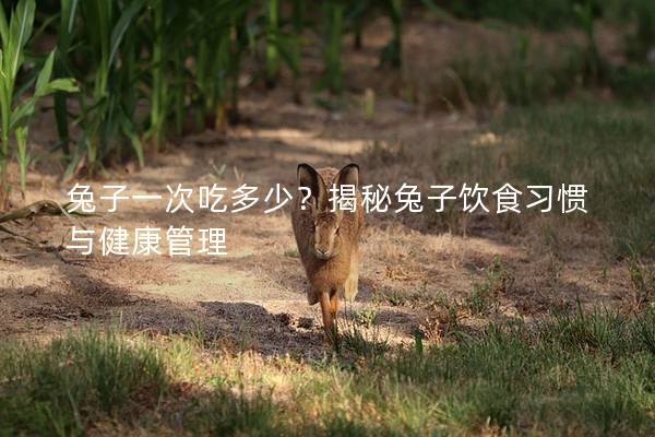 兔子一次吃多少？揭秘兔子饮食习惯与健康管理