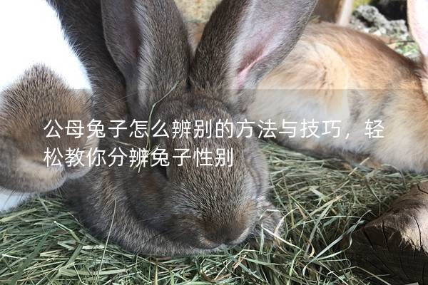 公母兔子怎么辨别的方法与技巧，轻松教你分辨兔子性别