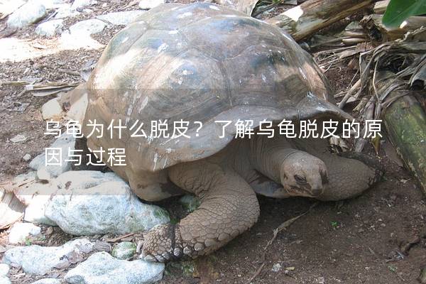 乌龟为什么脱皮？了解乌龟脱皮的原因与过程