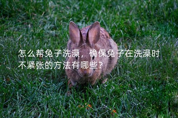 怎么帮兔子洗澡，确保兔子在洗澡时不紧张的方法有哪些？