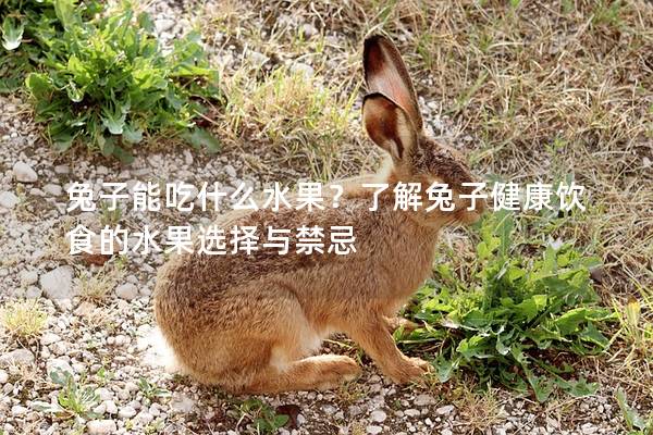 兔子能吃什么水果？了解兔子健康饮食的水果选择与禁忌