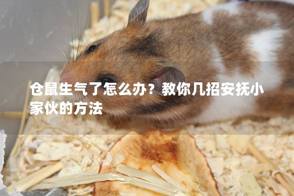 仓鼠生气了怎么办？教你几招安抚小家伙的方法