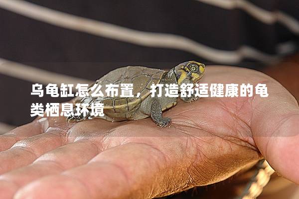 乌龟缸怎么布置，打造舒适健康的龟类栖息环境