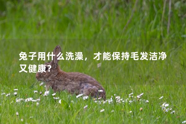 兔子用什么洗澡，才能保持毛发洁净又健康？
