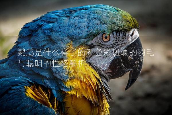 鹦鹉是什么样子的？色彩斑斓的羽毛与聪明的性格解析