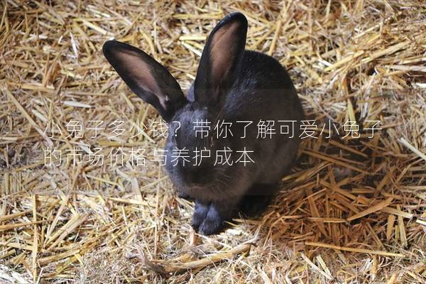 小兔子多少钱？带你了解可爱小兔子的市场价格与养护成本
