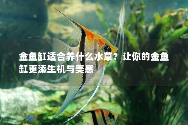 金鱼缸适合养什么水草？让你的金鱼缸更添生机与美感
