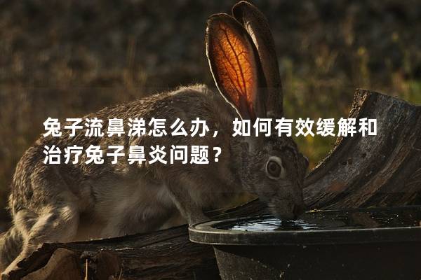 兔子流鼻涕怎么办，如何有效缓解和治疗兔子鼻炎问题？