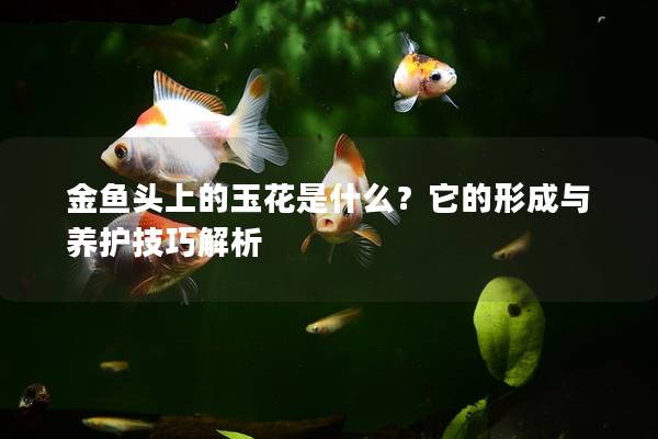 金鱼头上的玉花是什么？它的形成与养护技巧解析