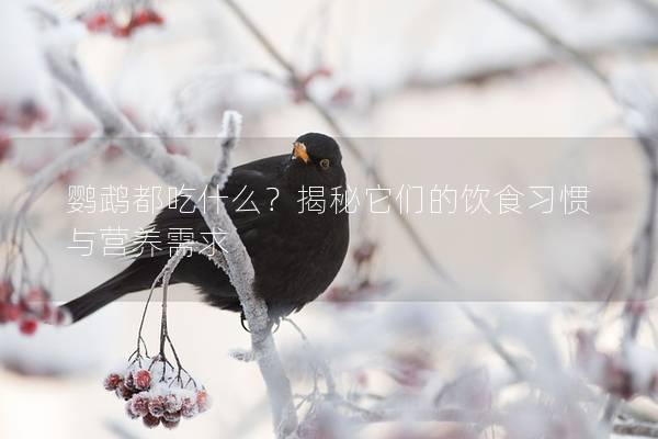 鹦鹉都吃什么？揭秘它们的饮食习惯与营养需求