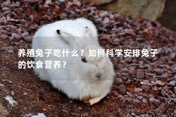 养殖兔子吃什么？如何科学安排兔子的饮食营养？