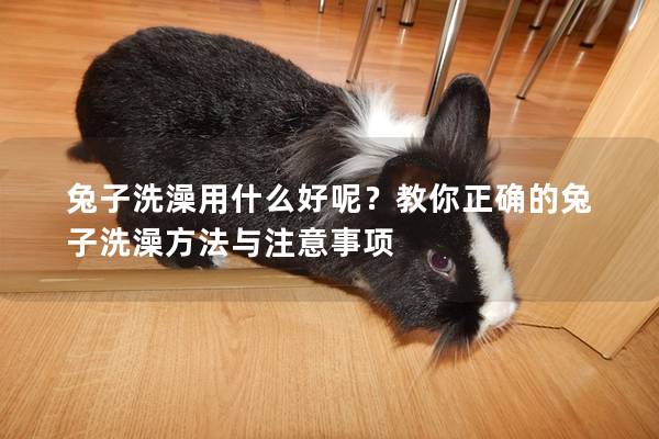 兔子洗澡用什么好呢？教你正确的兔子洗澡方法与注意事项