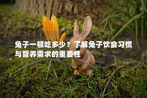 兔子一顿吃多少？了解兔子饮食习惯与营养需求的重要性