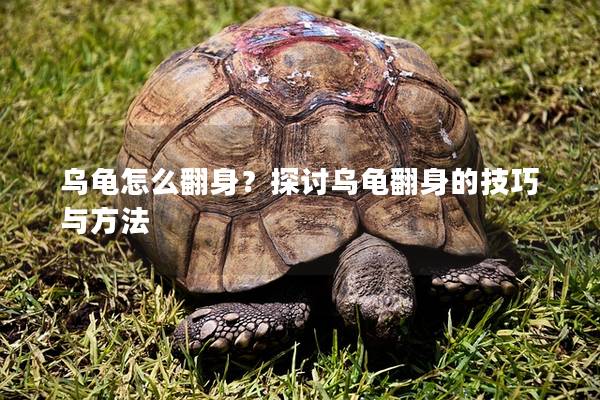 乌龟怎么翻身？探讨乌龟翻身的技巧与方法