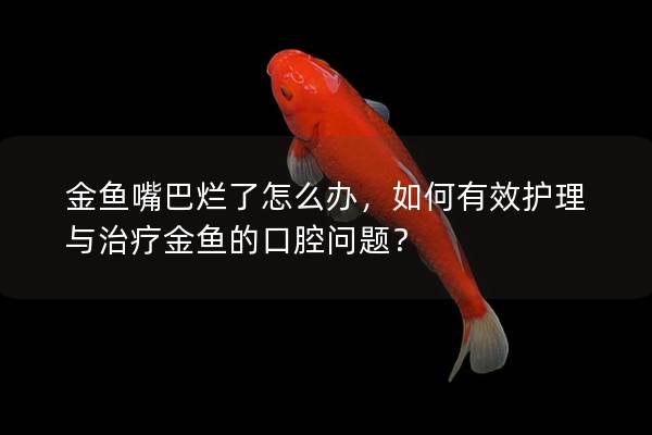 金鱼嘴巴烂了怎么办，如何有效护理与治疗金鱼的口腔问题？