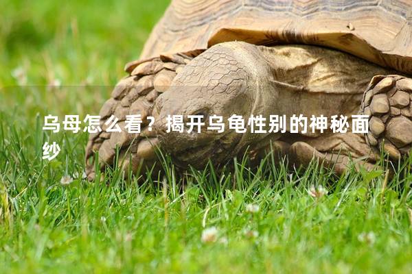 乌母怎么看？揭开乌龟性别的神秘面纱