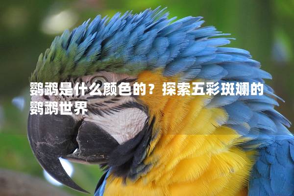 鹦鹉是什么颜色的？探索五彩斑斓的鹦鹉世界