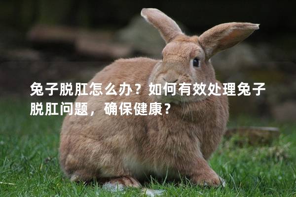 兔子脱肛怎么办？如何有效处理兔子脱肛问题，确保健康？