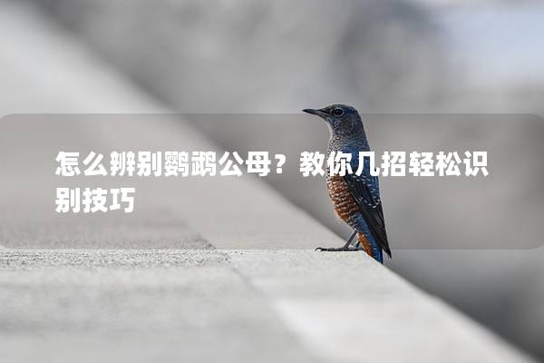 怎么辨别鹦鹉公母？教你几招轻松识别技巧