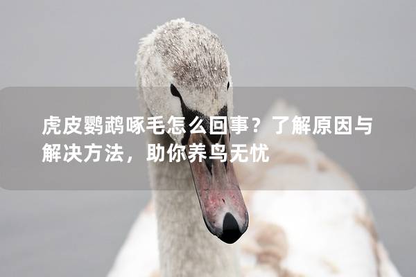 虎皮鹦鹉啄毛怎么回事？了解原因与解决方法，助你养鸟无忧