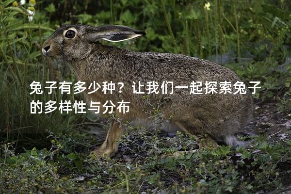 兔子有多少种？让我们一起探索兔子的多样性与分布