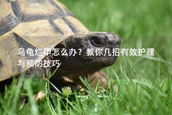 乌龟烂甲怎么办？教你几招有效护理与预防技巧