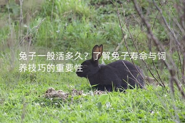 兔子一般活多久？了解兔子寿命与饲养技巧的重要性