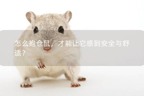 怎么抱仓鼠，才能让它感到安全与舒适？