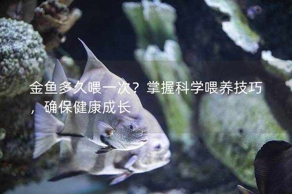金鱼多久喂一次？掌握科学喂养技巧，确保健康成长