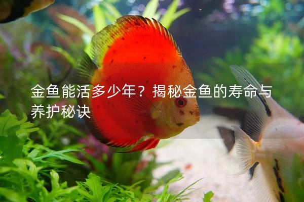 金鱼能活多少年？揭秘金鱼的寿命与养护秘诀