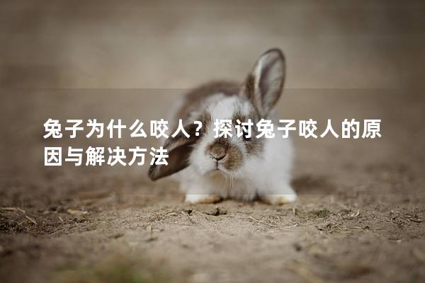兔子为什么咬人？探讨兔子咬人的原因与解决方法