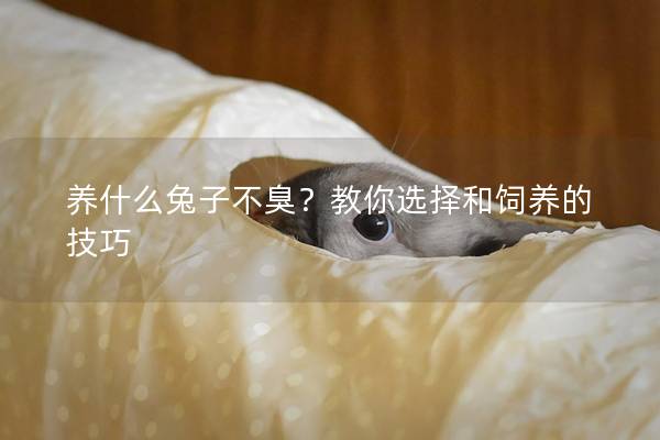 养什么兔子不臭？教你选择和饲养的技巧