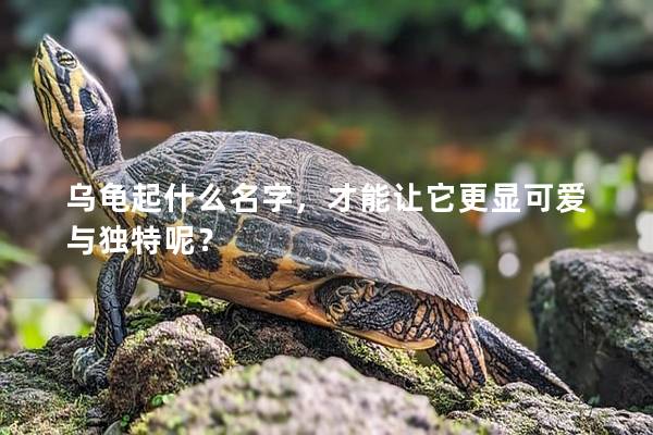 乌龟起什么名字，才能让它更显可爱与独特呢？